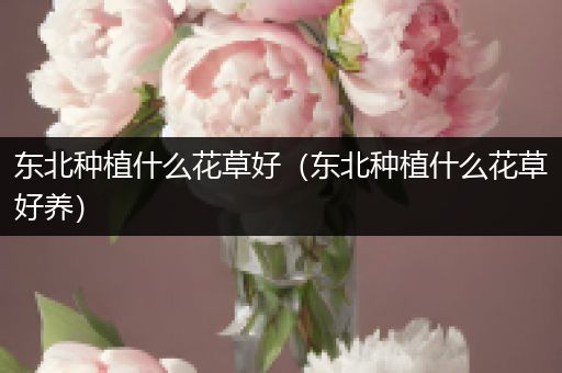 东北种植什么花草好（东北种植什么花草好养）