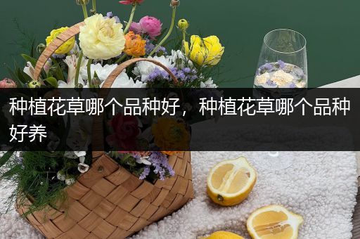 种植花草哪个品种好，种植花草哪个品种好养