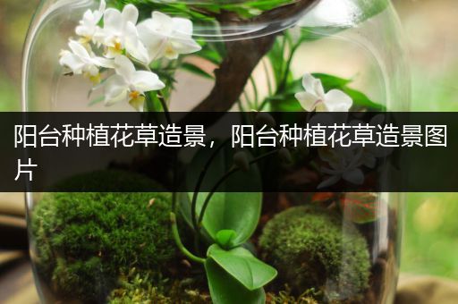 阳台种植花草造景，阳台种植花草造景图片