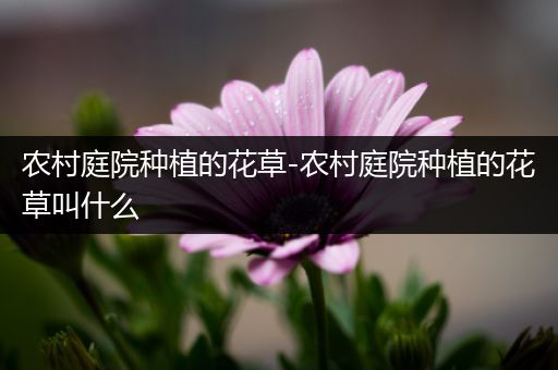 农村庭院种植的花草-农村庭院种植的花草叫什么