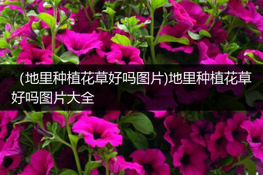 （地里种植花草好吗图片)地里种植花草好吗图片大全