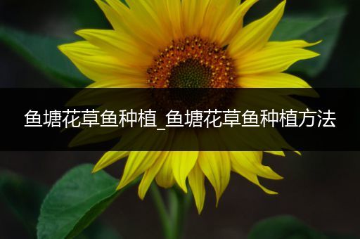 鱼塘花草鱼种植_鱼塘花草鱼种植方法