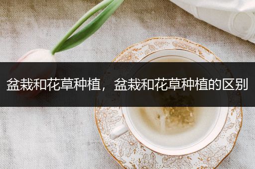 盆栽和花草种植，盆栽和花草种植的区别