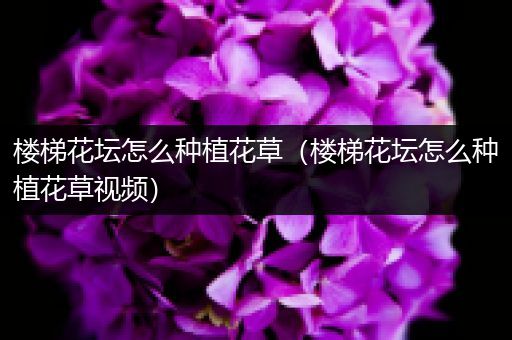 楼梯花坛怎么种植花草（楼梯花坛怎么种植花草视频）