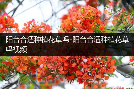阳台合适种植花草吗-阳台合适种植花草吗视频