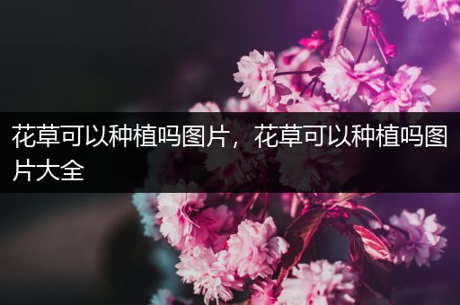 花草可以种植吗图片，花草可以种植吗图片大全