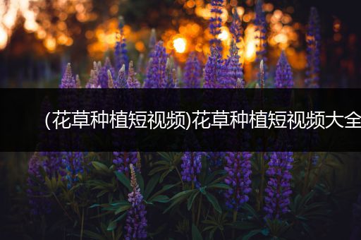 （花草种植短视频)花草种植短视频大全