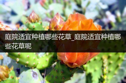 庭院适宜种植哪些花草_庭院适宜种植哪些花草呢