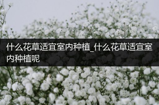 什么花草适宜室内种植_什么花草适宜室内种植呢