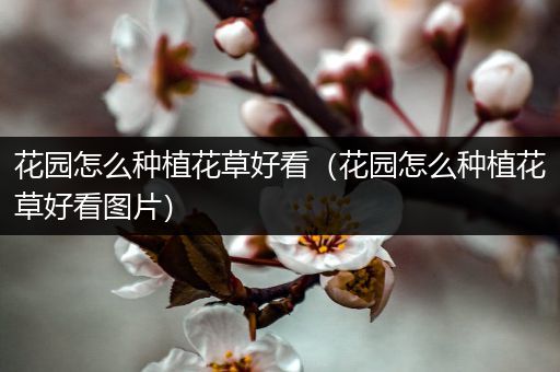 花园怎么种植花草好看（花园怎么种植花草好看图片）