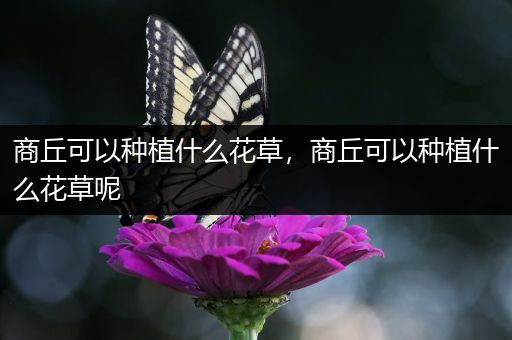 商丘可以种植什么花草，商丘可以种植什么花草呢