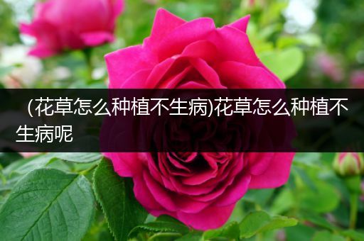 （花草怎么种植不生病)花草怎么种植不生病呢