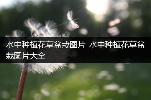 水中种植花草盆栽图片-水中种植花草盆栽图片大全