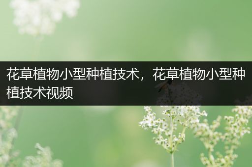 花草植物小型种植技术，花草植物小型种植技术视频