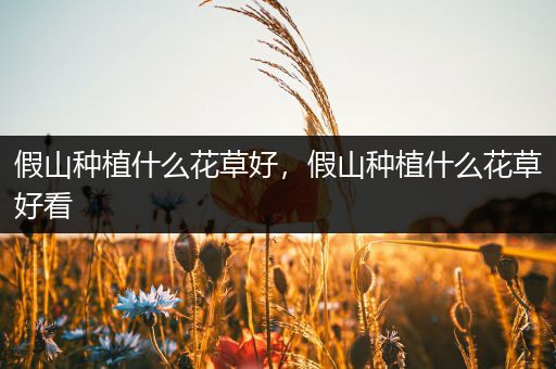 假山种植什么花草好，假山种植什么花草好看