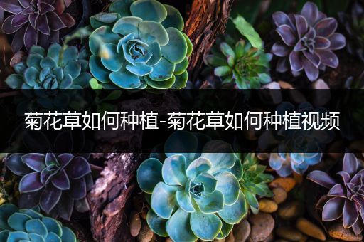 菊花草如何种植-菊花草如何种植视频