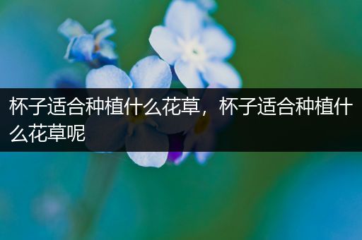 杯子适合种植什么花草，杯子适合种植什么花草呢