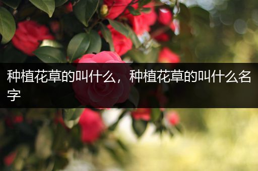 种植花草的叫什么，种植花草的叫什么名字