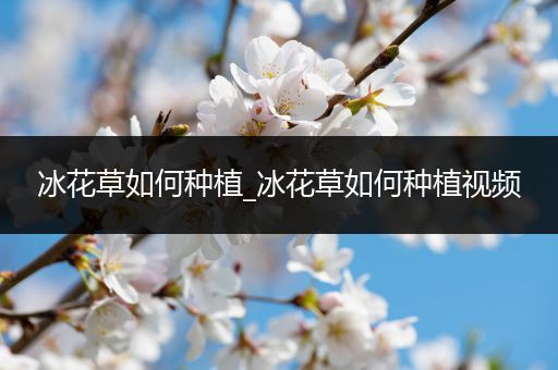 冰花草如何种植_冰花草如何种植视频