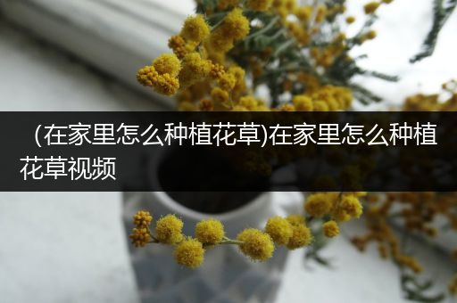 （在家里怎么种植花草)在家里怎么种植花草视频