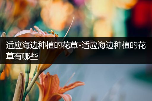 适应海边种植的花草-适应海边种植的花草有哪些