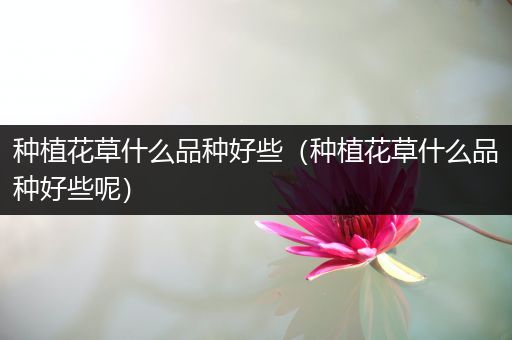 种植花草什么品种好些（种植花草什么品种好些呢）