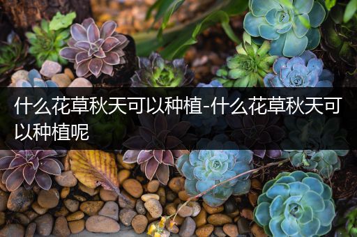 什么花草秋天可以种植-什么花草秋天可以种植呢