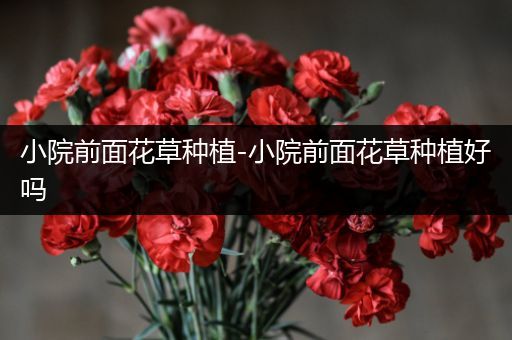 小院前面花草种植-小院前面花草种植好吗