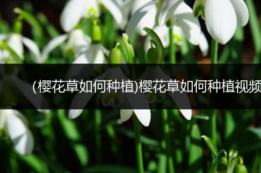 （樱花草如何种植)樱花草如何种植视频