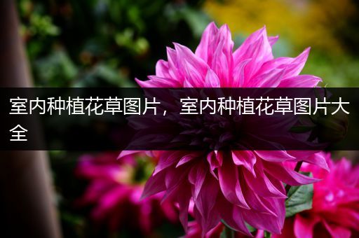 室内种植花草图片，室内种植花草图片大全