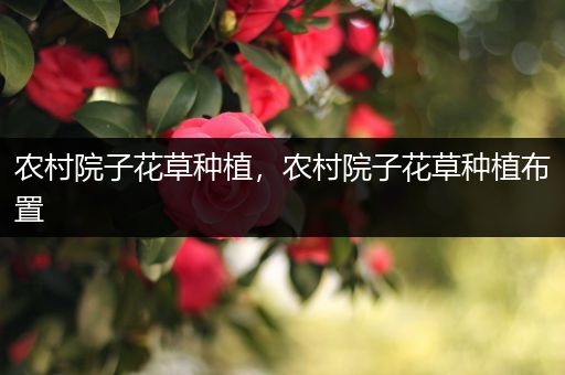 农村院子花草种植，农村院子花草种植布置