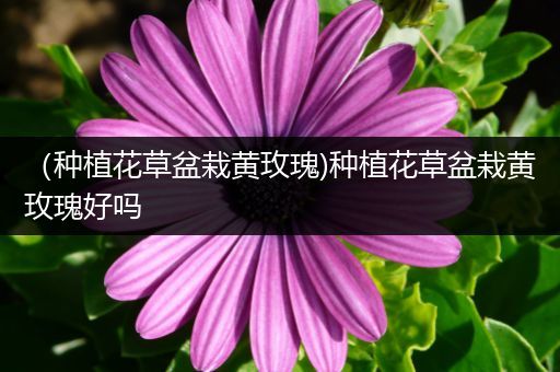 （种植花草盆栽黄玫瑰)种植花草盆栽黄玫瑰好吗