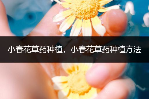 小春花草药种植，小春花草药种植方法