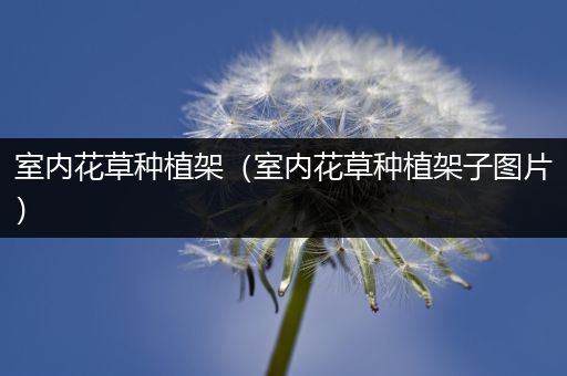 室内花草种植架（室内花草种植架子图片）