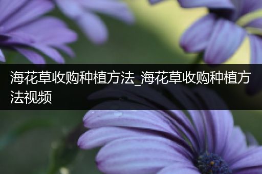 海花草收购种植方法_海花草收购种植方法视频