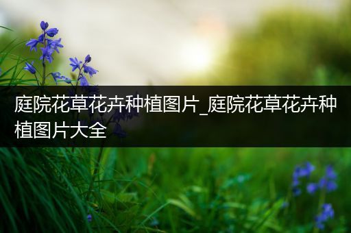 庭院花草花卉种植图片_庭院花草花卉种植图片大全