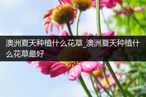 澳洲夏天种植什么花草_澳洲夏天种植什么花草最好