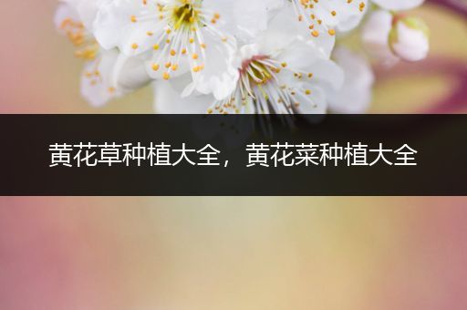 黄花草种植大全，黄花菜种植大全