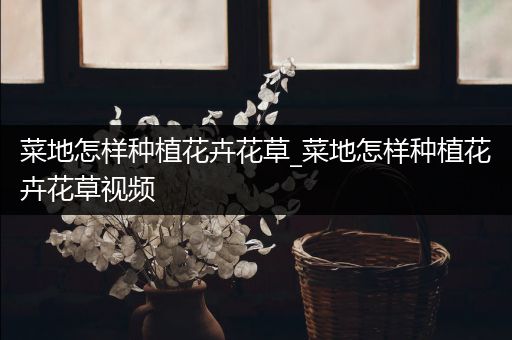 菜地怎样种植花卉花草_菜地怎样种植花卉花草视频