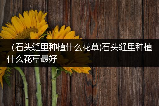 （石头缝里种植什么花草)石头缝里种植什么花草最好