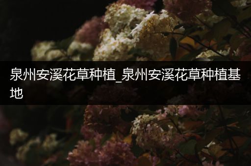 泉州安溪花草种植_泉州安溪花草种植基地