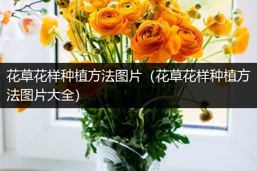 花草花样种植方法图片（花草花样种植方法图片大全）