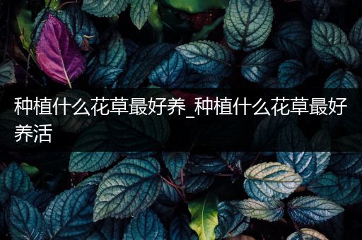 种植什么花草最好养_种植什么花草最好养活