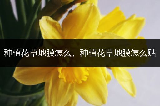 种植花草地膜怎么，种植花草地膜怎么贴