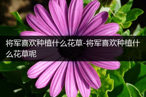 将军喜欢种植什么花草-将军喜欢种植什么花草呢