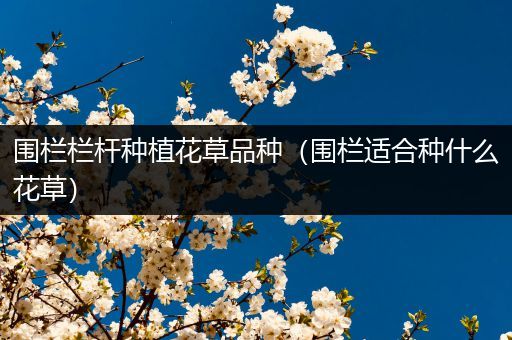 围栏栏杆种植花草品种（围栏适合种什么花草）