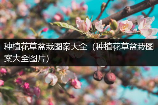 种植花草盆栽图案大全（种植花草盆栽图案大全图片）