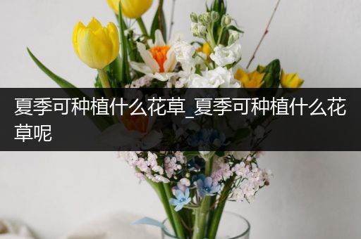 夏季可种植什么花草_夏季可种植什么花草呢