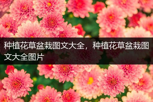 种植花草盆栽图文大全，种植花草盆栽图文大全图片