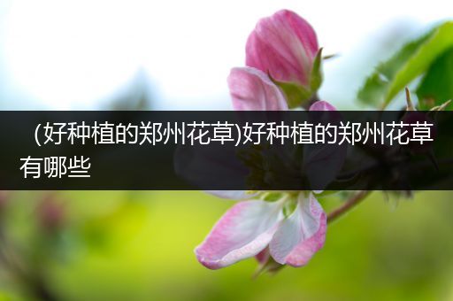（好种植的郑州花草)好种植的郑州花草有哪些